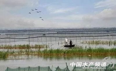 ​淡水龙虾养殖 淡水小龙虾养殖的六大误区