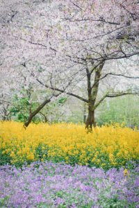 ​湿地又称为什么呢（世界湿地大会–让我们了解湿地）