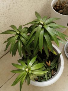 ​室内养百合花要注意什么？满足4个前提，开花漂亮又香味浓郁