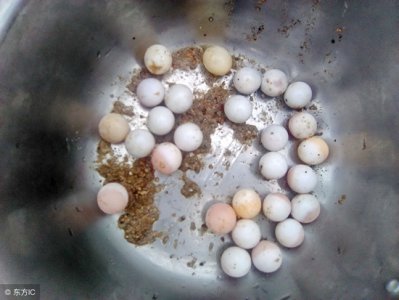 ​在家里怎么孵化小鸡最简单最快？