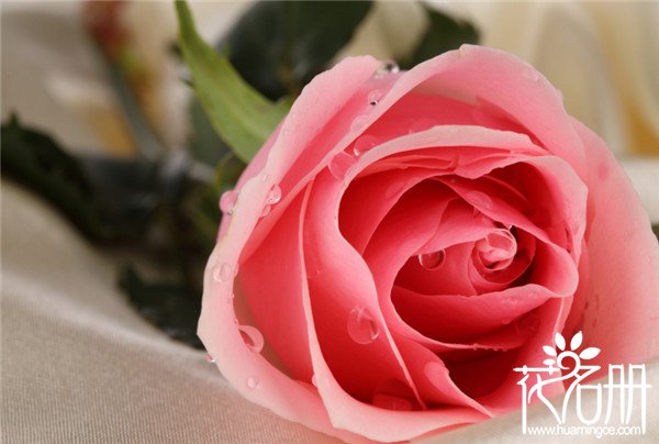 7朵玫瑰花什么意思（17朵玫瑰代表什么意思，绝望无可挽回的爱）"