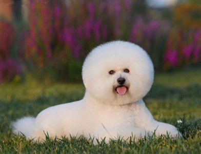 ​比熊犬好养吗(要不要养比熊犬？这篇文章告诉你，它的优缺点)