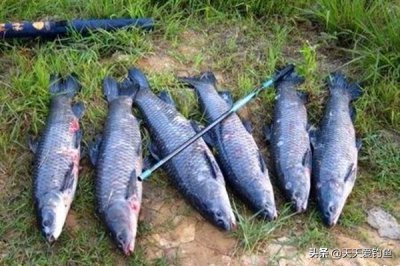 ​如何钓大鱼技巧（野钓大鱼的四个基本技巧，“吃”透了大鱼连竿上，你学不学？
