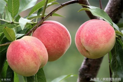 ​桃子的功效与作用营养 提醒：桃子有两大营养价值，不爱吃的人可就亏了
