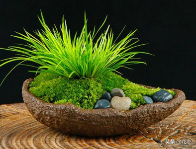 ​盆栽菖蒲的养殖方法