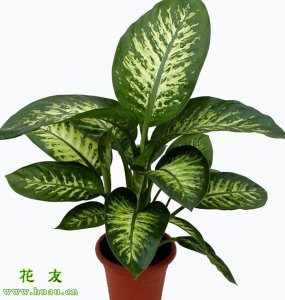 ​万年青的养殖方法和注意事项，万年青的日常管理养护技巧