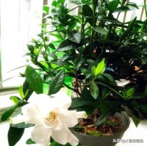 ​栀子花冬天怎么养 冬季养栀子花的一个小技巧