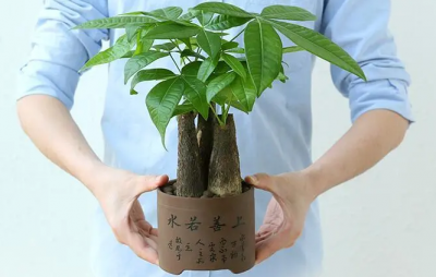 ​发财树的养殖方法和注意事项，这几点技巧要了解清楚