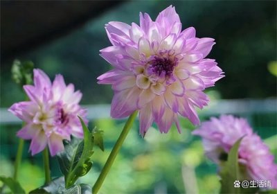 ​盆栽大丽花的养殖方法和注意事项，掌握4点，花大色艳开不停