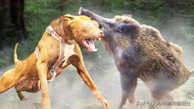 ​动物与人类的关系有哪些(动物和人是共生关系还是寄生关系？)