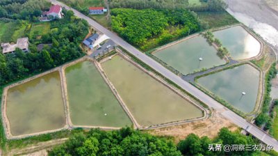 ​泥鳅养殖技术技巧（泥鳅怎么养？做好这5个方面的工作养起来更容易成功）