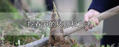 ​挖春笋的技巧和方法图片 挖春笋的诀窍