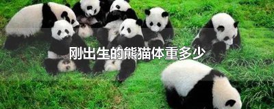 ​熊猫刚出生的体重是多少 熊猫刚出生时体重是多少