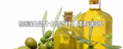 ​食用棕榈油是什么油?对人体有害吗? 成品棕榈油是什么油?对人体有害吗?