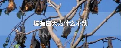 ​蝙蝠白天能动吗 蝙蝠为什么一直不动