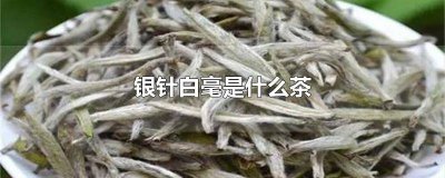 ​白毫银针是白茶吗? 白毫银针属什么茶