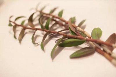 ​铁皮石斛的功效与作用适合哪些人（铁皮石斛并不是所有人都适用！适合哪些人？