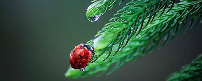 ​昆虫记各种昆虫的外形和生活特征 昆虫大全500种