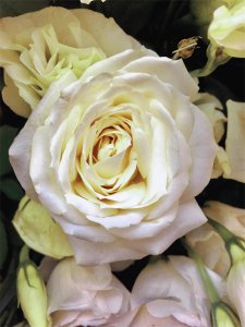​白玫瑰的花语是什么象征了什么（白玫瑰花语——纯洁，浪漫，求爱之花，以及我