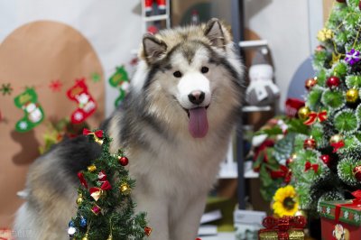 ​狗例假一般多少天干净  ，期间该怎么照顾