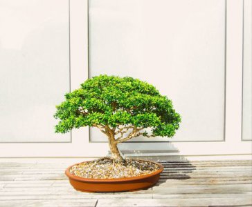 ​榕树盆景图片欣赏(榕树盆景修剪造型方法图解)