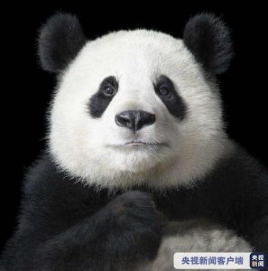 ​中国有多少只大熊猫?(1864只！够多吗？国宝大熊猫为何不再“濒危”？)