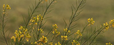 ​介花籽是什么植物 进口芥花籽油