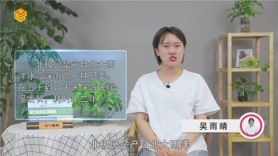​北极贝百度百科 北极贝是哪里的东西