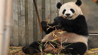 ​蚩尤大战黄帝的故事 龙是灭绝了还是根本不存在