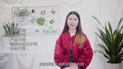 ​西梅和李子的区别图 西梅和李子有啥区别