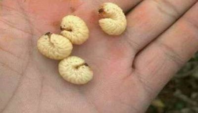 ​葛根虫生吃 葛根虫的功效禁忌