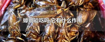 ​蟑螂真的可以吃吗? 蟑螂吃过的东西可以吃吗