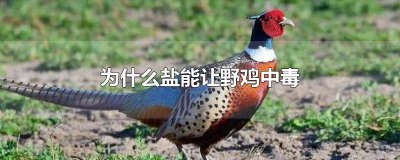 ​鸡会吃盐吗 野鸡吃盐几分钟倒下