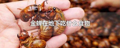 ​金蝉要在地下几年才爬出来,难道蚂蚁不吃它吗? 金蝉在地下多久