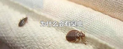 ​为什么会有臭虫在床上 家里为什么会有臭虫