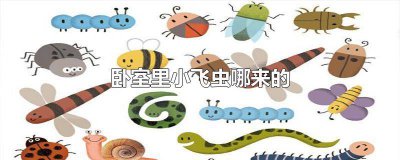 ​卧室进小飞虫是什么情况 卧室里的小飞虫怎么来的