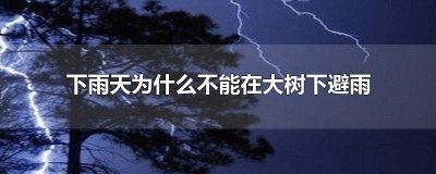 ​下雨为什么不能在大树下避雨的原因 下雨为什么不能在大树下避雨呀