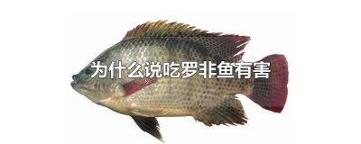 ​经常吃罗非鱼对身体有害吗 为什么不建议吃罗非鱼