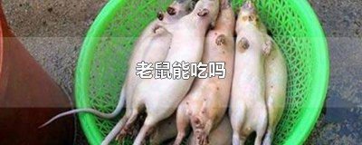 ​老鼠能吃吗会有病毒吗 野生老鼠能吃吗