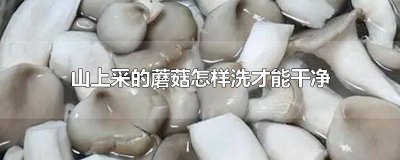 ​采回来的蘑菇怎样清洗最好呢 采回来的蘑菇怎么洗