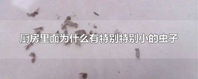 ​厨房里的小硬壳虫是什么东西 厨房里硬壳小虫子