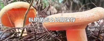 ​枞树菌保鲜存放的方法 枞树菌保存一年