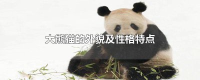 ​大熊猫的性格特点简写 大熊猫的性格特点作文300字