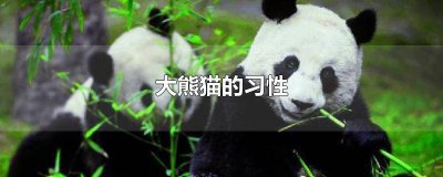 ​大熊猫外貌特征描写20字 小熊猫的外形特点20字