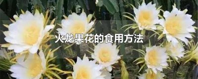 ​火龙果花能食用吗? 火龙果花可不可以吃下去