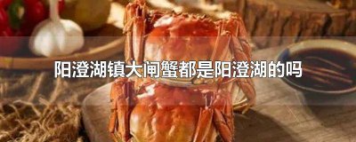 ​阳澄湖大闸蟹是湖蟹吗 阳澄湖有大闸蟹吗