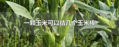 ​一颗水果玉米结几个玉米棒 一根玉米能结几个玉米棒