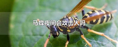 ​一只马蜂会主动攻击人吗 家里为什么会进马蜂