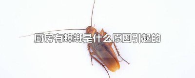 ​厨房出现蟑螂的原因 厨房里有蟑螂的原因