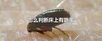 ​床上有跳蚤是怎么回事 怎样判断床上有无跳蚤